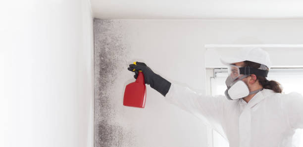 Best Professional Mold Removal  in White Oak, MD