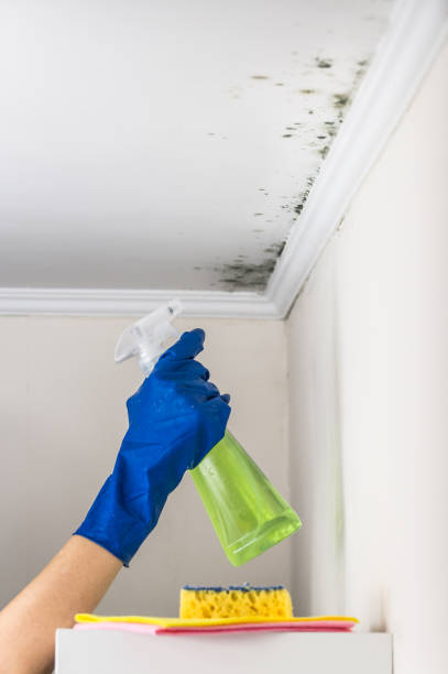 Best Mold Remediation  in White Oak, MD